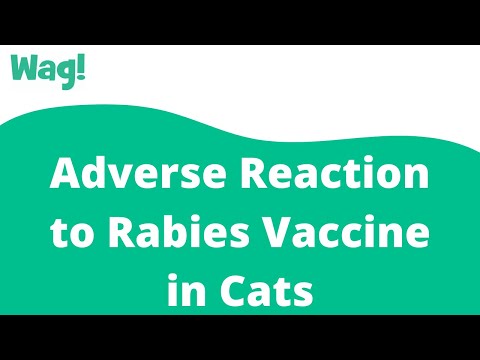 Adverse Reaction to Rabies Vaccine in Cats | Wag!