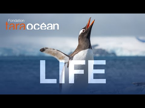 Manifesto for Life - Tara Ocean Foundation