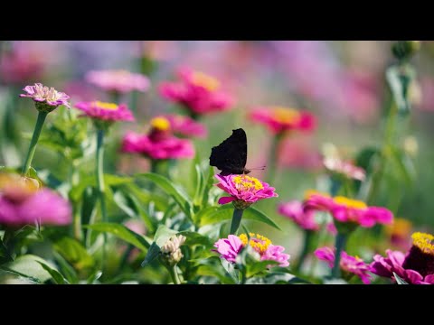 Landesgartenschau Fulda 2.023 - ein Sommermärchen 💚​