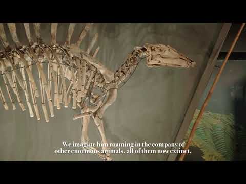 SCRIGNI VENEZIANI - Un curioso veneziano