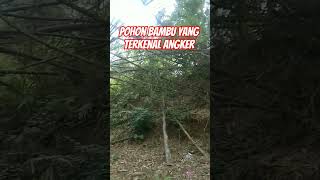 Download lagu pohon bambu paling angker #misteri #kisahnyata #shorts mp3 Download lagu pohon bambu paling angker #misteri #kisahnyata #shorts mp3