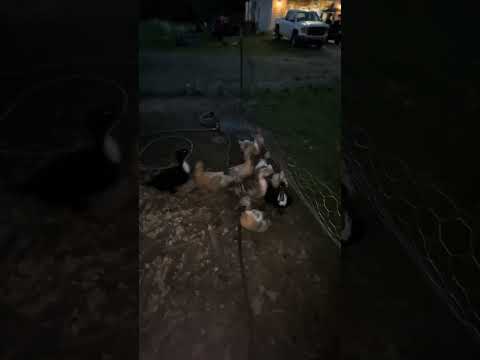 This was chaos #ducks #homesteading #farm