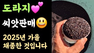 도라지 씨앗 판매???? 2025년 가을 채종한 것입니다.