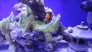 How to setup a 20 gallon long reef tank, SUMP UPDATE