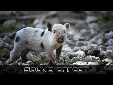 Animals | Pig Squeal Snort - SFX Producer | No Copyright Animals Sounds