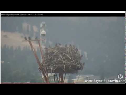 Dunrovin Ranch Osprey Nest Video 2015 07 12 074859 Starlings on Nest