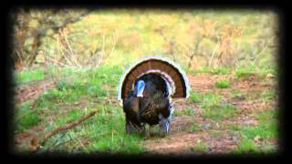 Merriam Turkey Hunting in Wyoming at Seven J Outfitters _ Primos Truth About Hunting