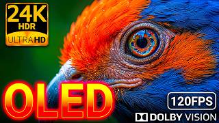 24K HDR 120FPS Animal Vividness: Dolby Vision OLED Test (8K/4K Video)