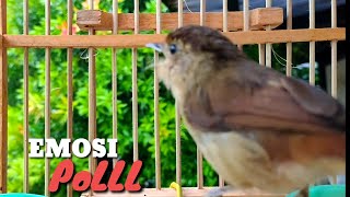 Download lagu Burung Flamboyan Gacor Ngebren Nyerecet Cocok buat Pancingan agar cepat Nyaut mp3