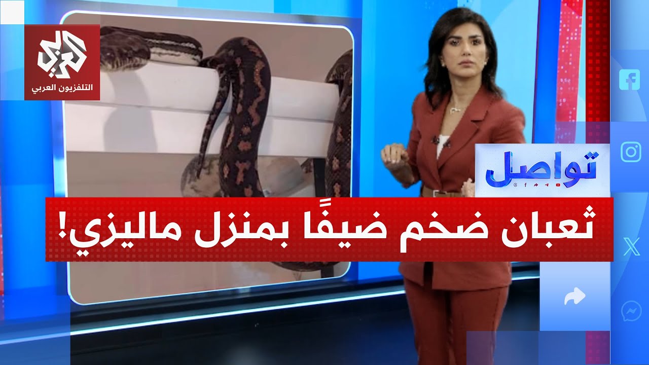 ثعبان ضخم يزن 60 كيلوغرامًا يسقط داخل منزل بماليزيا.. ما الذي حدث! | تواصل