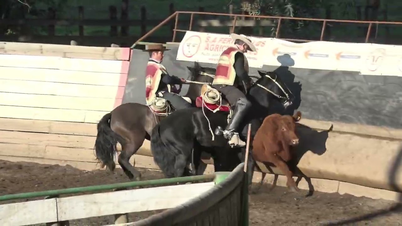 Primera Serie Libre rodeo Asociación Talca 12-13 de octubre 2024