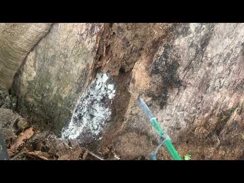 Hidden Carpenter Ants Nest Discovered in Old Tree in Neptune, NJ