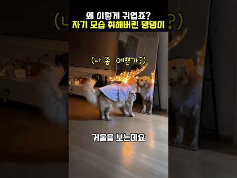 댕댕이에게 새 옷을 사줬는데 거울 앞에서 눈 못 떼 ㅋㅋㅋ