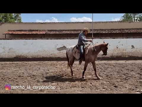 THE ROAD TO FUTURITY VIP - Chapter 7 (Part 4)