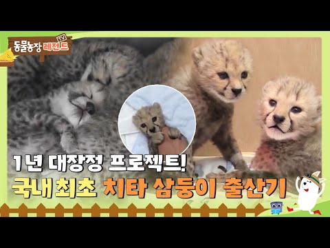 [TV 동물농장 레전드/SUB] 🧡1년 대장정 프로젝트! 국내 최초 치타 삼둥이 출산기🧡#TV동물농장 #AnimalFarm #SBSstory