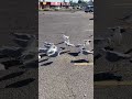Hungry Seagulls In The Parking Lot Shorts Seagulls Birds