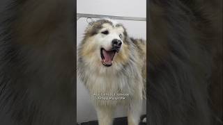 Golden Retriever Coat Care, Grooming & Daily Maintenance
