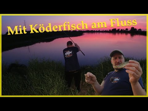 Fishing with bait fish on the river for eel, zander and catfish #elbe