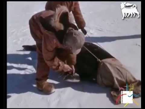 Italiani all'Antartide (1970) de Carlo Mauri