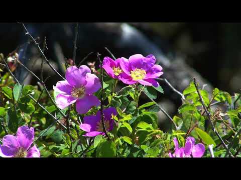 Himno #530 Somos un pequeño pueblo muy feliz.