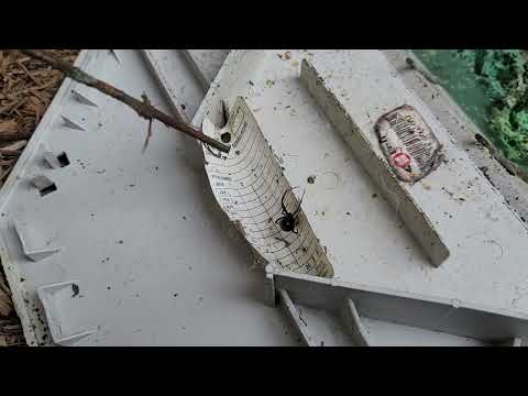 Black Widow Found in One of Our Bait Stations in Lincroft, NJ