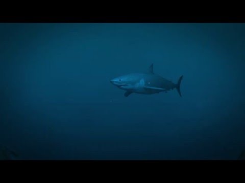 Great White Shark - VFX