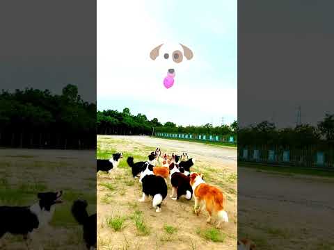 Funny Dogs | No Toss No Loss #funny #shorts