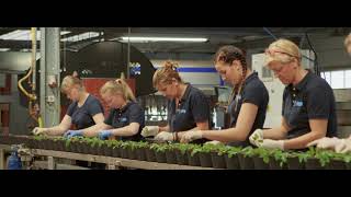 Vireõ plant sales - company movie (English)