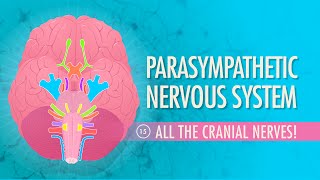 Parasympathetic Nervous System: Crash Course A&P #15