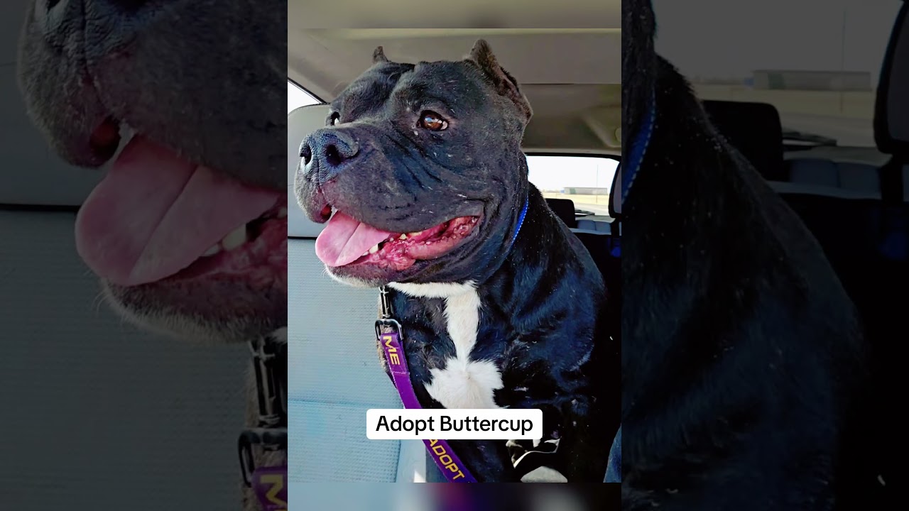 Enlarge Buttercup, a Adoptable American Bully in Lubbock, TX video 3/6