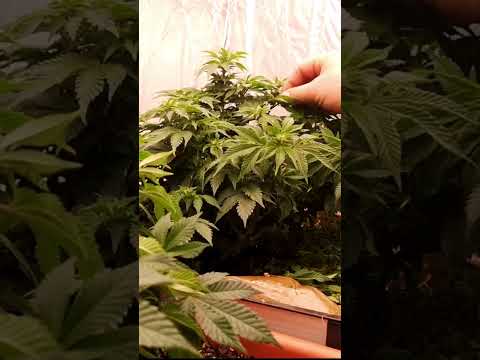 Shaping Nanni for Bloom Success 🌱 LST & Defoliation Timelapse