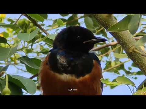 4K Amazing African Birds  African Wildlife Video with Birds Sounds