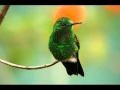 Pajarillo verde (Guyrami hovyu) - Ricardo Flecha y ...