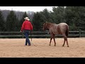 Fixing a Horse Who Lags When Leading - Episode 42 (Herm Gailey: A Lifetime with Horses)