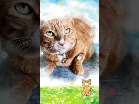 手描きイラスト＋ペットメモリアルムービーを作成ます