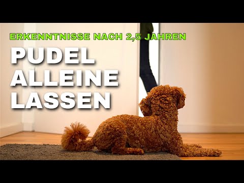 Hund alleine lassen trainieren - Erkenntnisse mit Zwergpudel Moki nach 2,5 Jahren