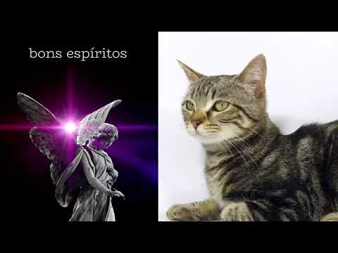 Chico Xavier e a alma dos gatos