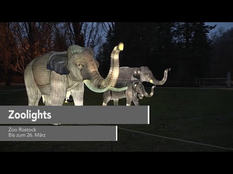 Kulturtipps vom 21.01.2022: Rostocker Zoo bringt Dunkelheit zum Leuchten