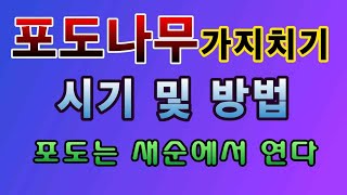[텃밭농부.899]  포도나무 가지치기 시기와 방법 설명. #포도재배 #포도가지치기