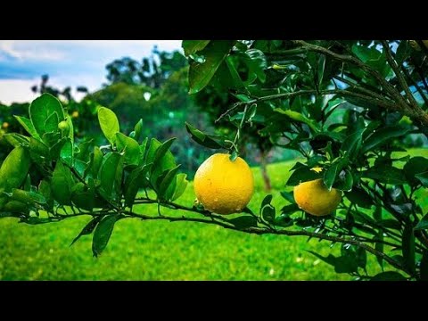 CASA DE CAMPO EN VENTA | SAN PEDRO NONUALCO | el SALVADOR | CLIMA EXPECTACULAR 