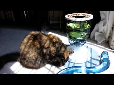 Sassy, an adopted Tortoiseshell & Domestic Medium Hair Mix in Sacramento, CA_image-1