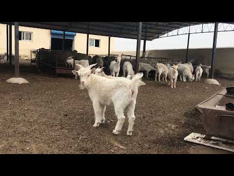 草原からのトレーサビリティを持つカシミヤブランド「northpeace farm」のオフィシャルサイトオープン | ホリゾン株式会社のプレスリリース