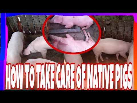 HOW TO FEED NATIVE PIG||Part13 TV
