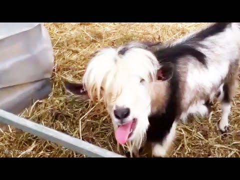 Chèvres drôles 2020 chèvres mignonnes - nouvelle vidéo ! [animaux drôles]