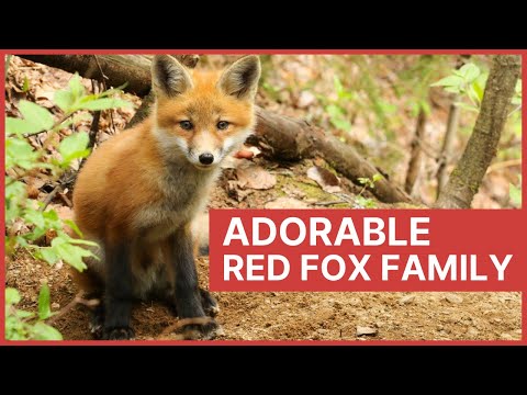 Red Fox Mother and Her Baby Kits Playing