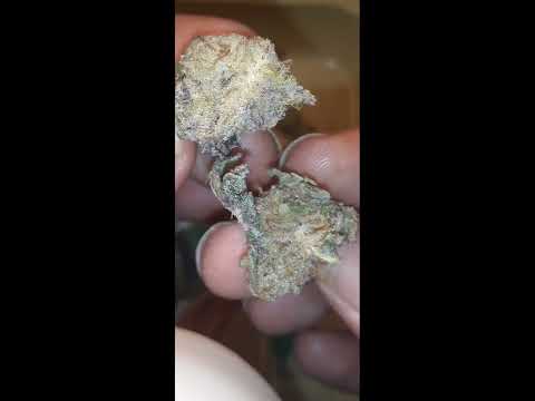 Garlic Sherbert, sativa. S1, E12.