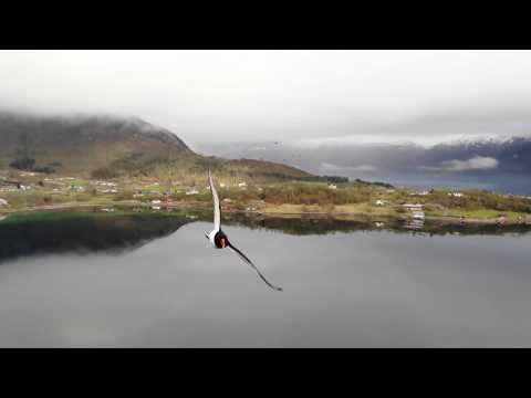 dji-mavic-air-drone-chased-by-angrybirds-in-high-speed