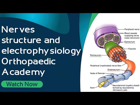 Nervenstruktur und Elektrophysiologie