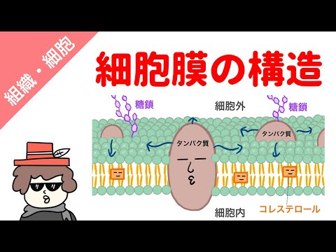 アニソフィラ科について詳しく解説