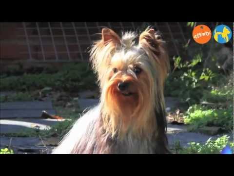 Elige tu raza - Yorkshire - Más que perros y gatos 13 | Fundación Affinity